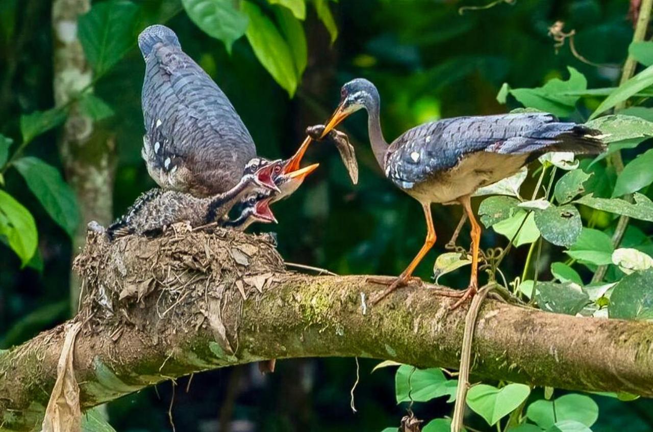 Mi Linda Tierra Quesada (Alajuela)